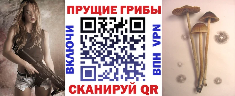 Галлюциногенные грибы ЛСД  Кедровый 